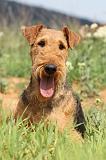 AIREDALE TERRIER 175